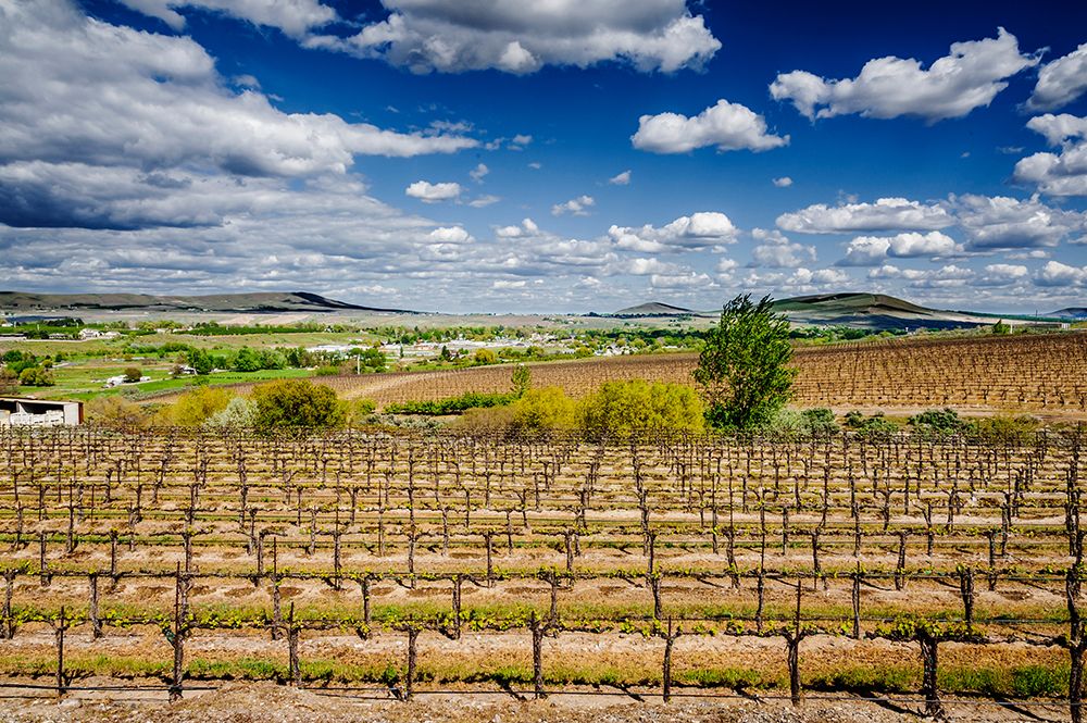USA-WA-Yakima Valley Spring light on bud break at Chandler Reach estate vineyard